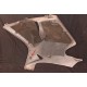 Carénage latéral droit pour HONDA CBR 1100 XX